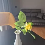 Kristiano 21